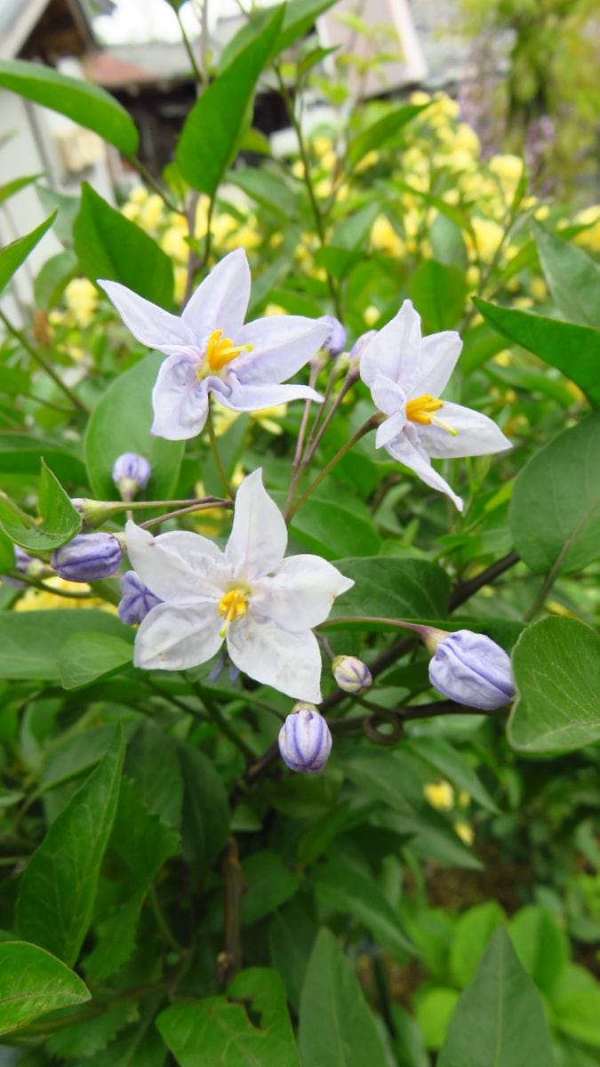 春の花と夏の花