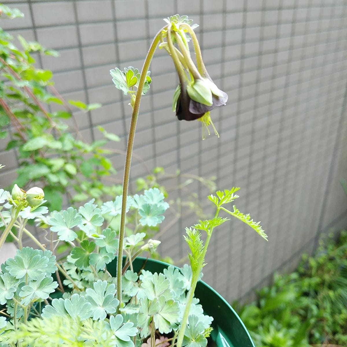 元気な花たち