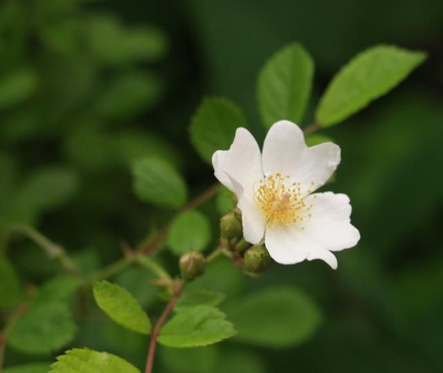 謎の薔薇の実生苗、自称、シモン・ペテロ