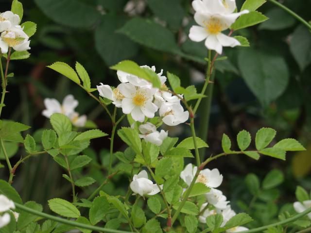 謎の薔薇の実生苗、自称、シモン・ペテロ