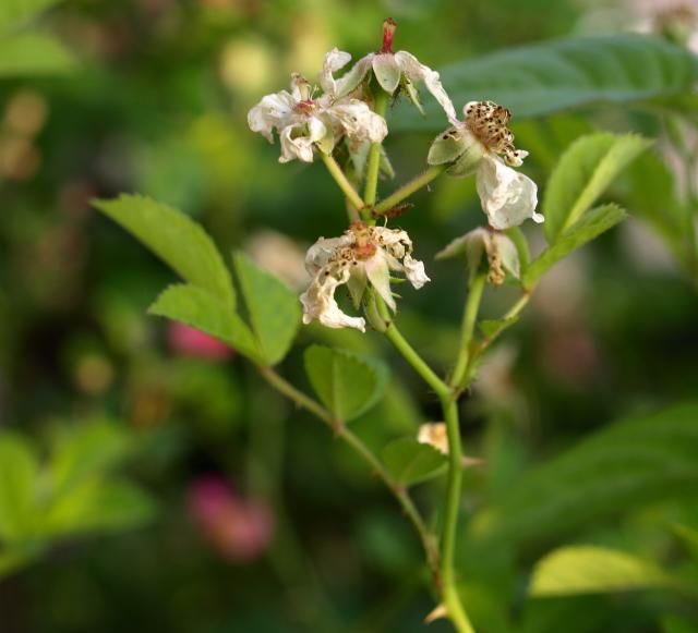 謎の薔薇の実生苗、自称、シモン・ペテロ