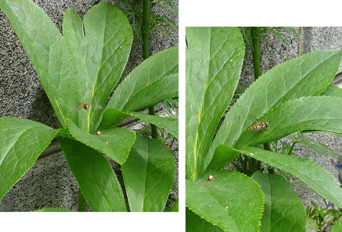 益虫、大発生（③は虫）