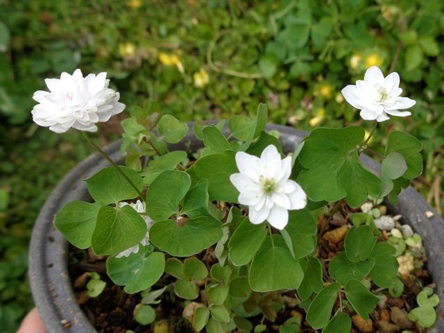 今日の山野草いろいろ