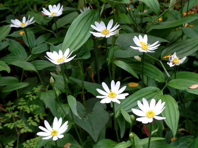 今日の山野草いろいろ