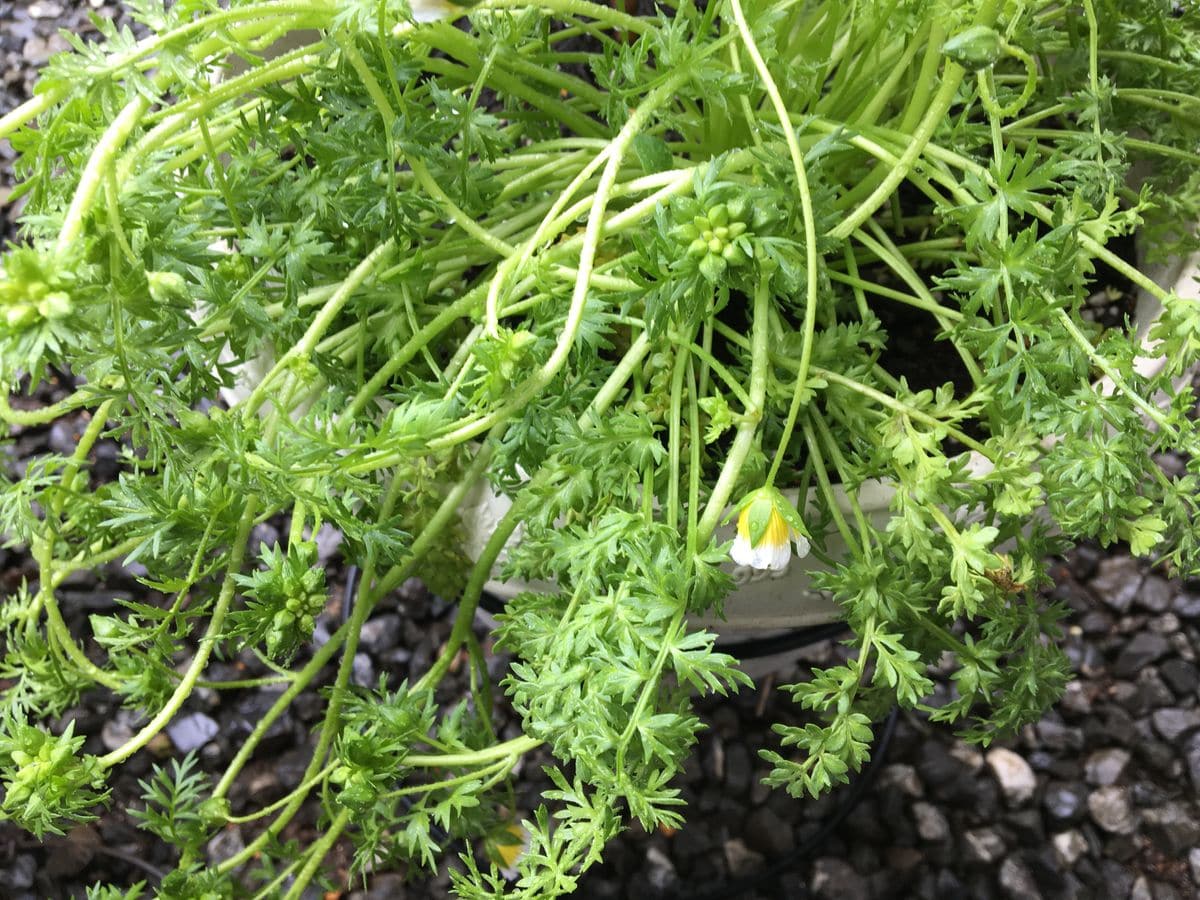 雨に濡れたリムナンテス 切り花にして復活