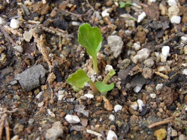 ヒマラヤユキノシタ発芽