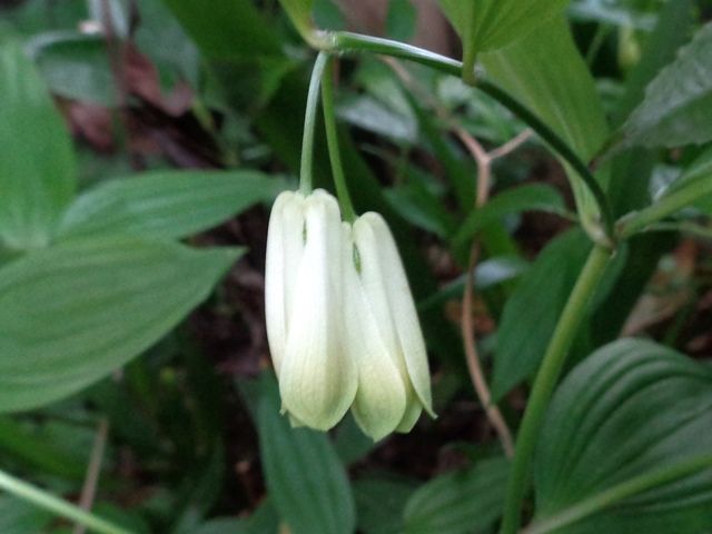 肩紅花ホウチャクソウほか