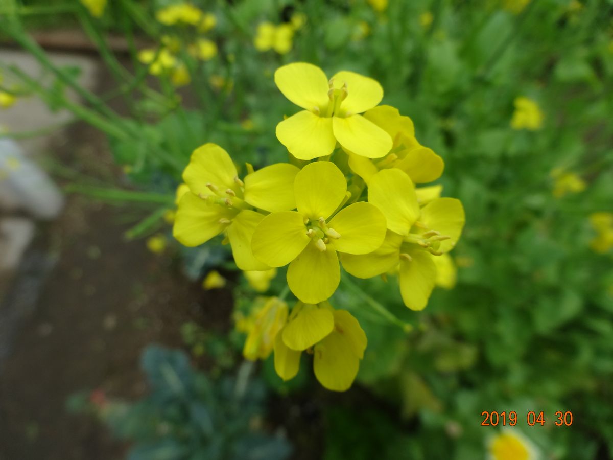 野菜の花