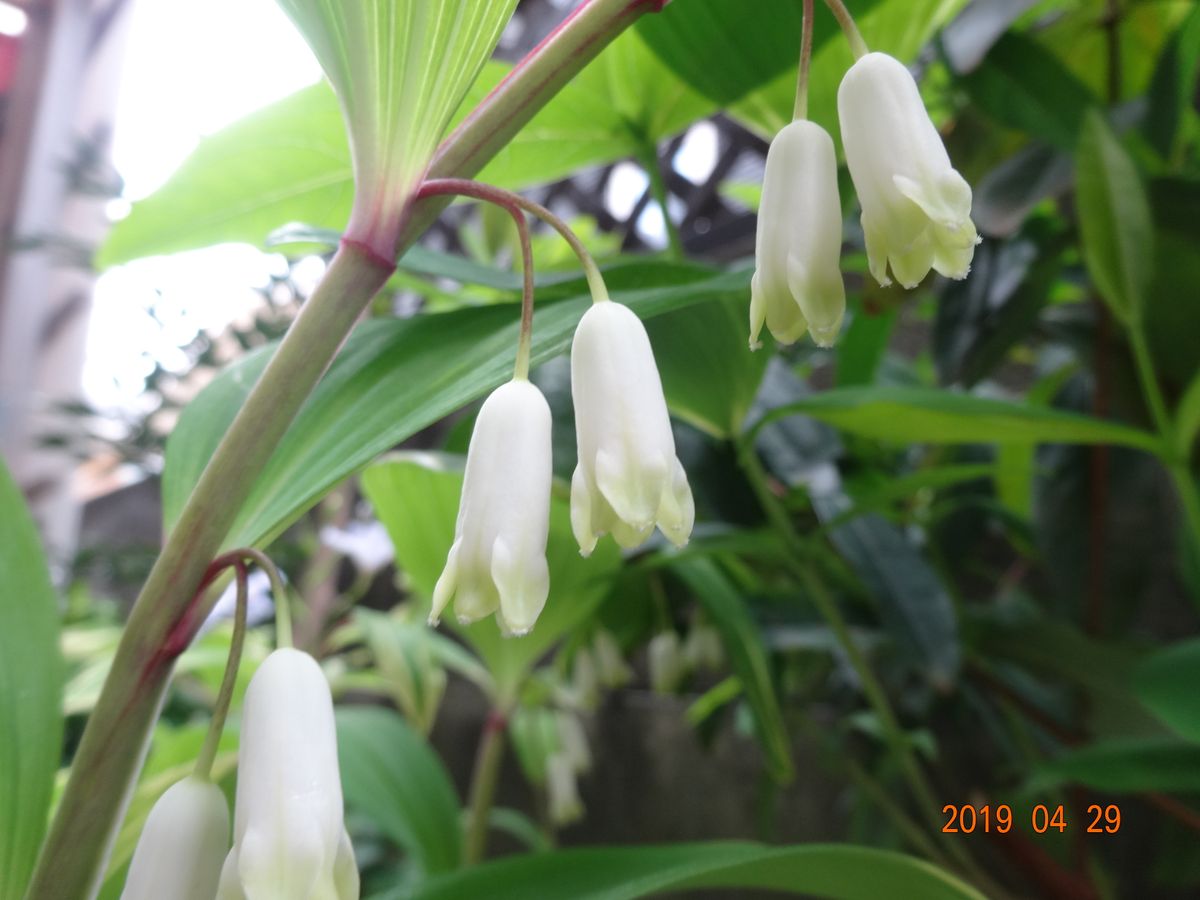 野菜の花