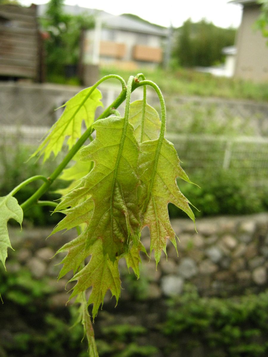 今日は平成31年4月30日