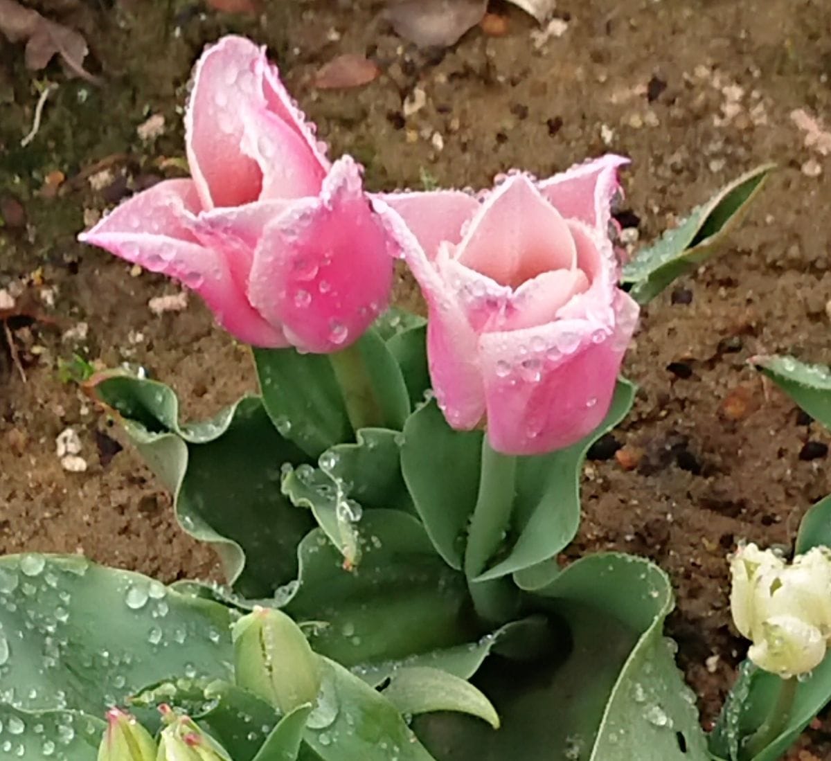 雨上がりの朝のピンクのお花💗