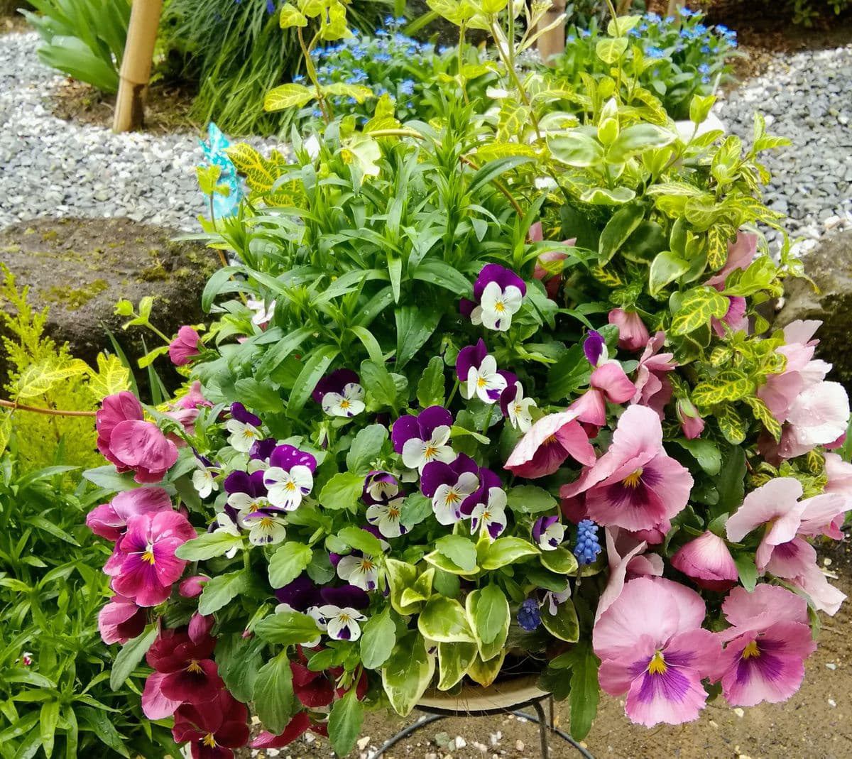 雨上がりの朝のピンクのお花💗