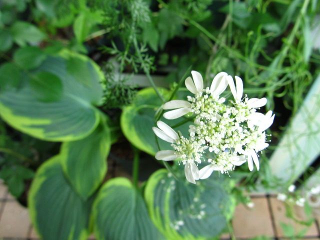 白いお花はしっくりくる♪