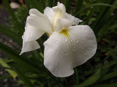 大雨に見舞われて・・・✿