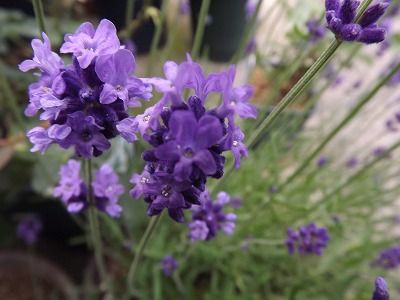 大雨に見舞われて・・・✿