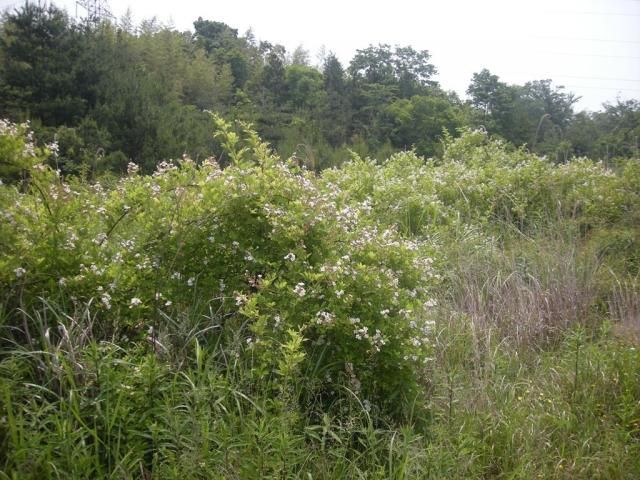 ノイバラ（野薔薇）