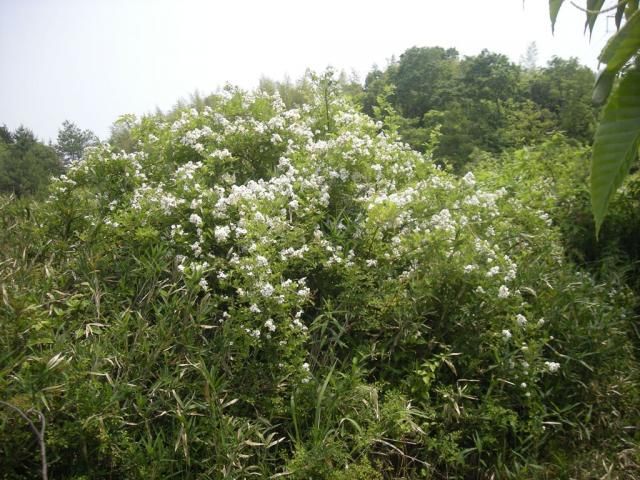 ノイバラ（野薔薇）