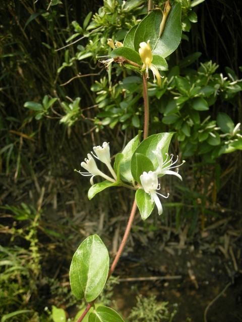 ノイバラ（野薔薇）