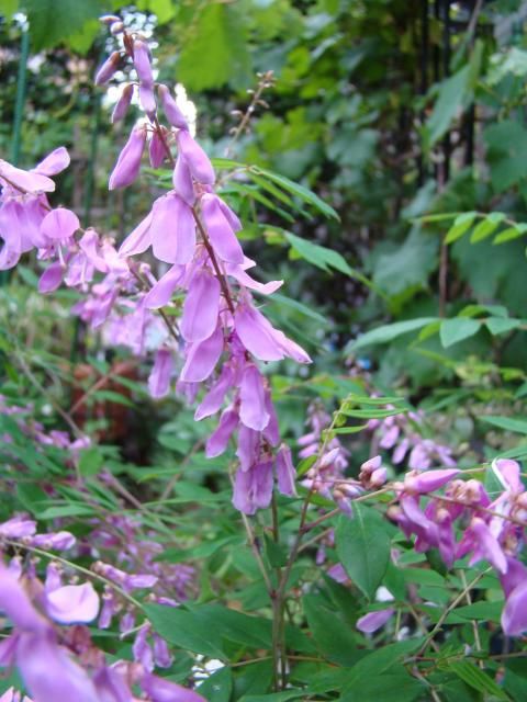 石付け庭フジの開花