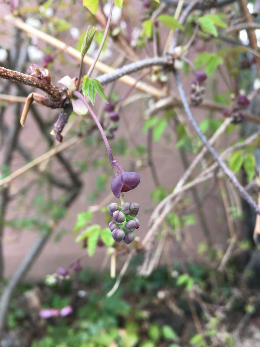 今朝の花々