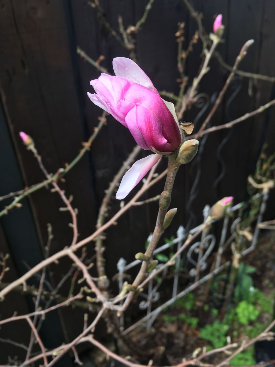 今朝の花々