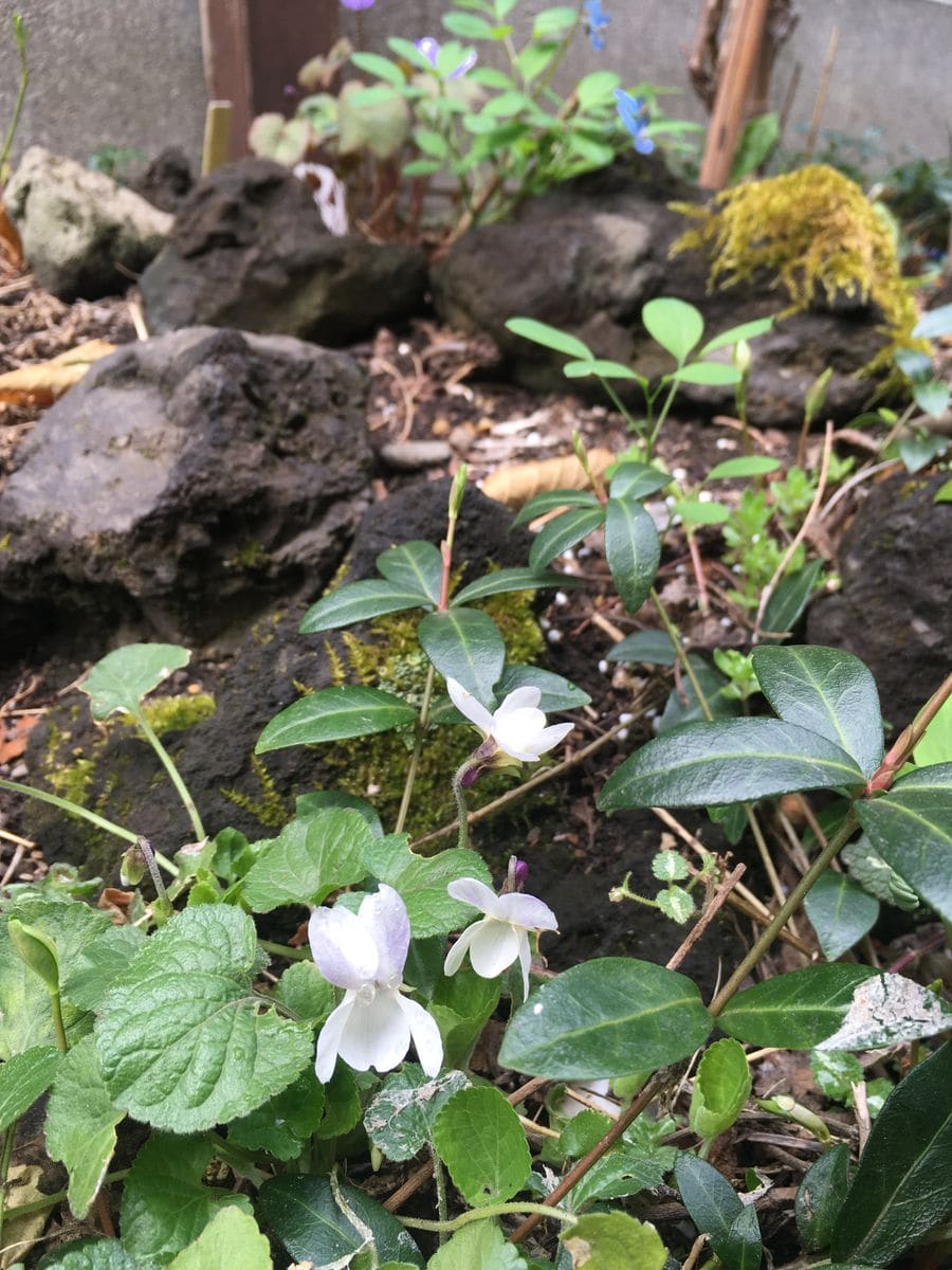 今朝の花々