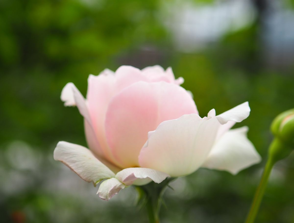 お砂糖か、それとも桜貝か…