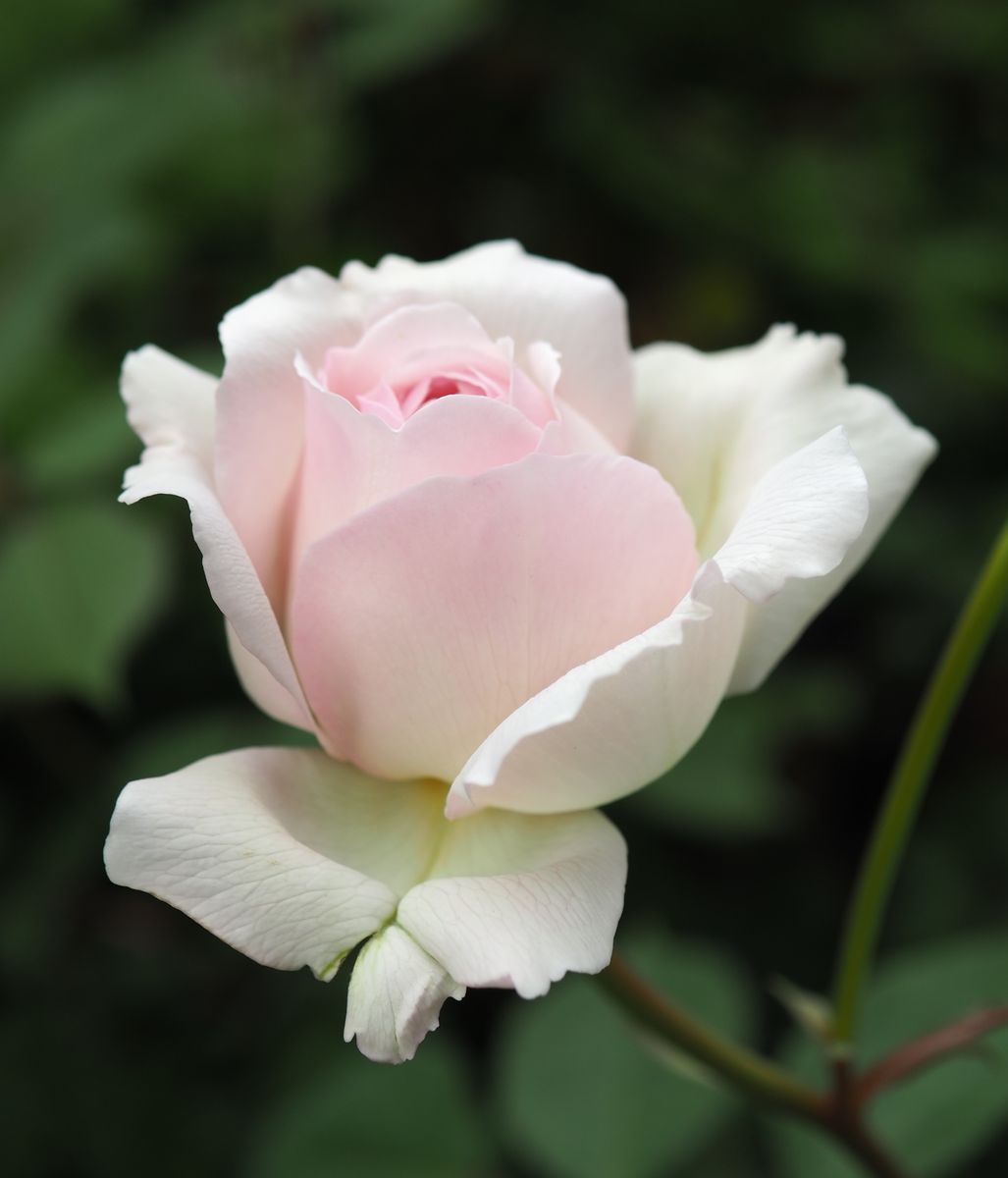 お砂糖か、それとも桜貝か…