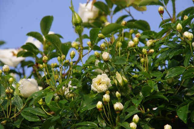 バラ・薔薇・ばら