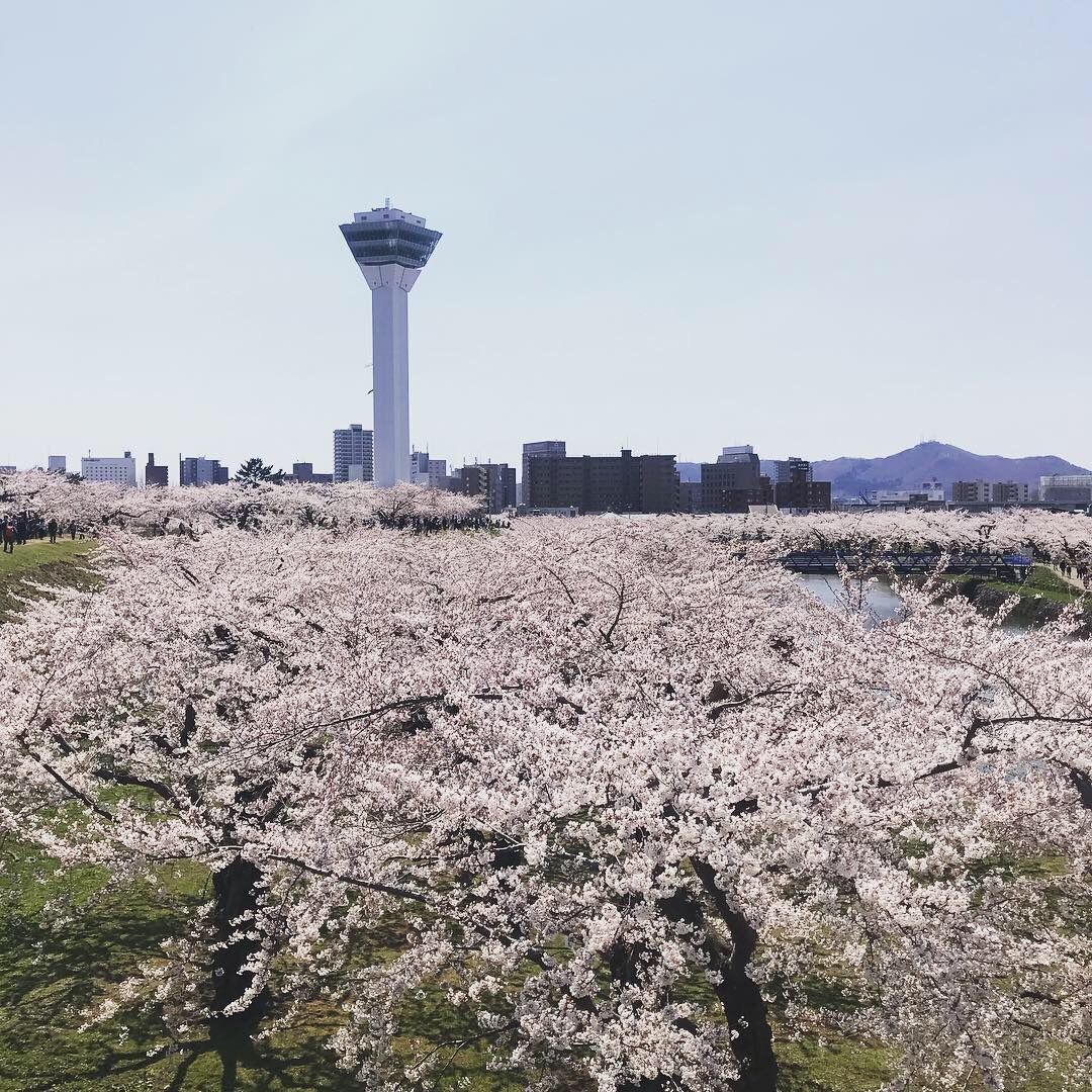 お花見