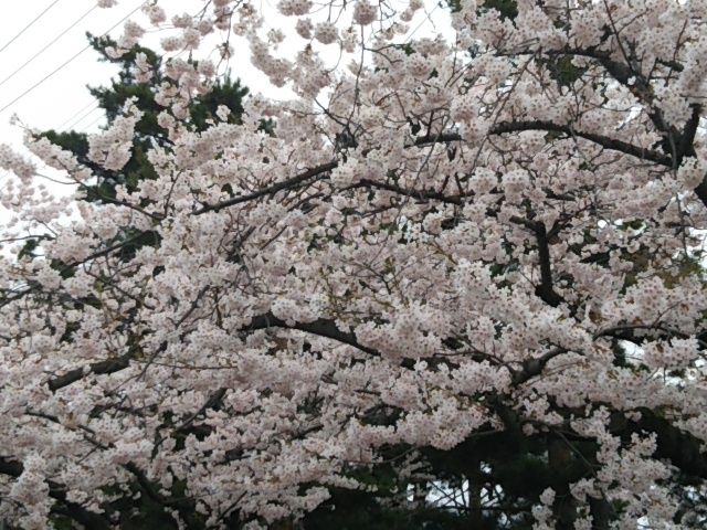 3泊4日の東北さくらを愛でる旅　⓵