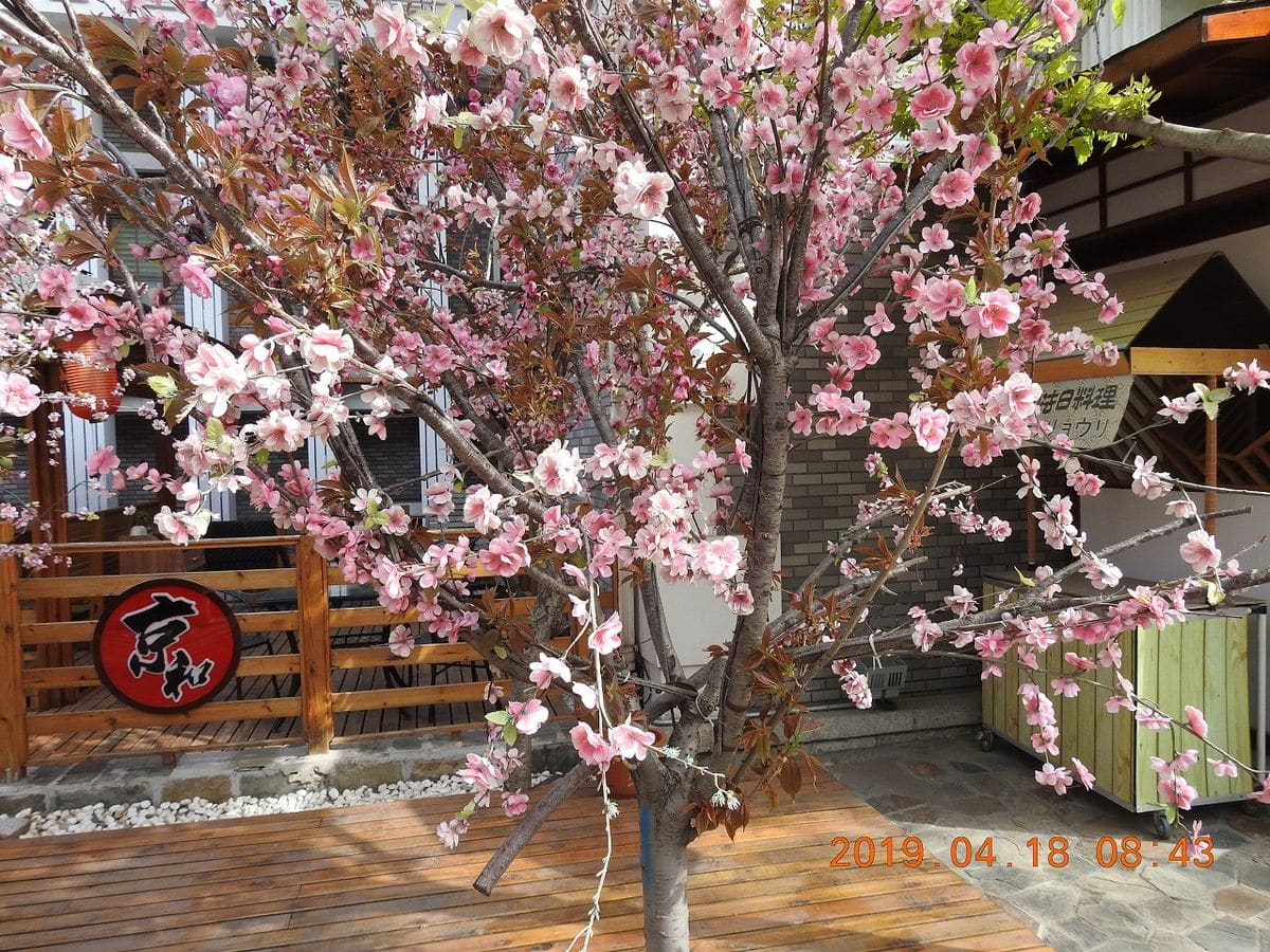 中国・大連で見た桜