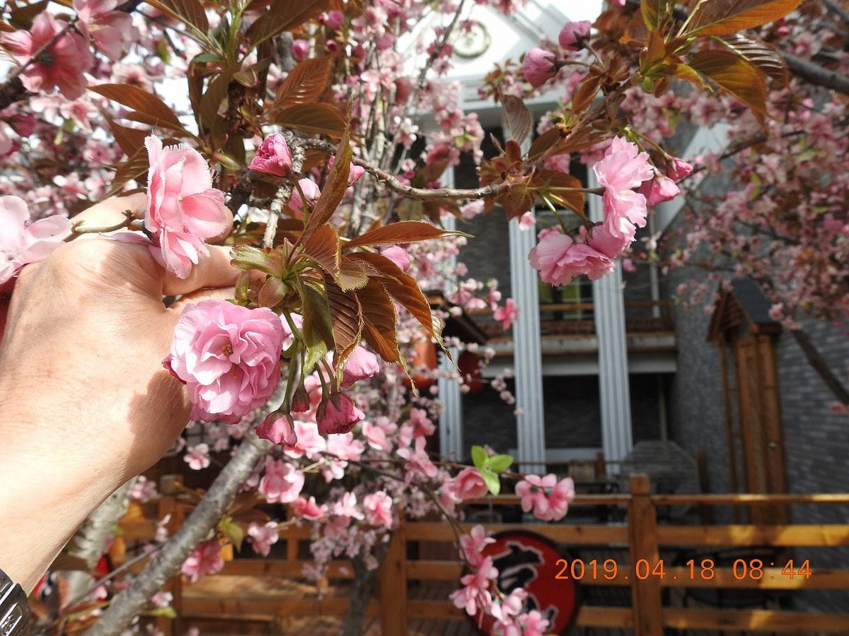 中国・大連で見た桜