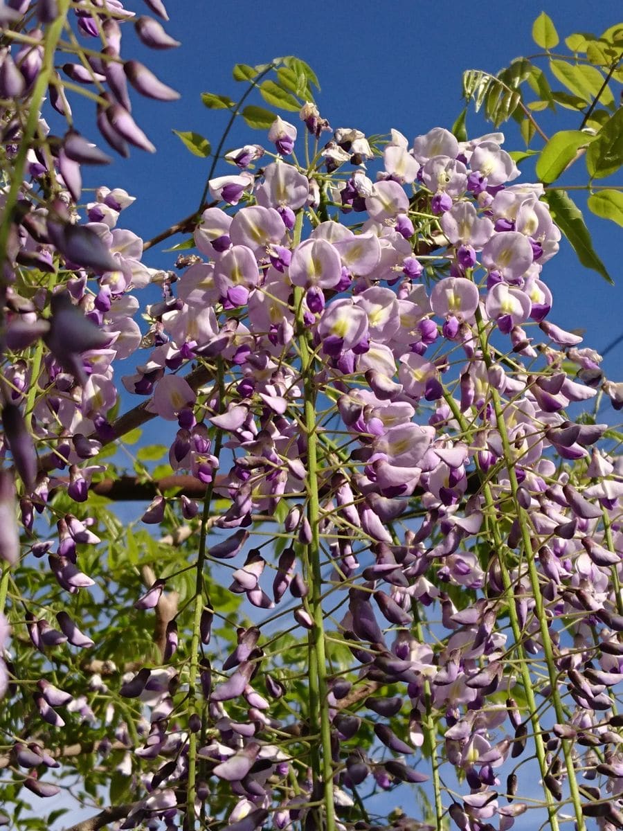 藤の花