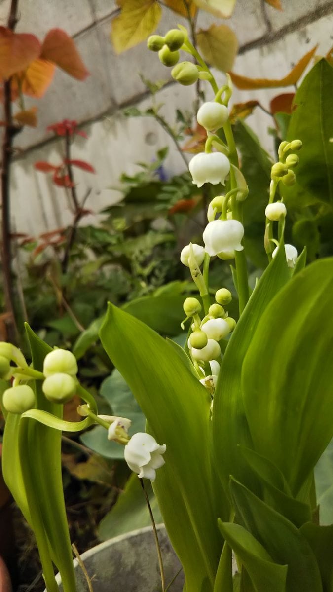 可愛いお花に癒される😍