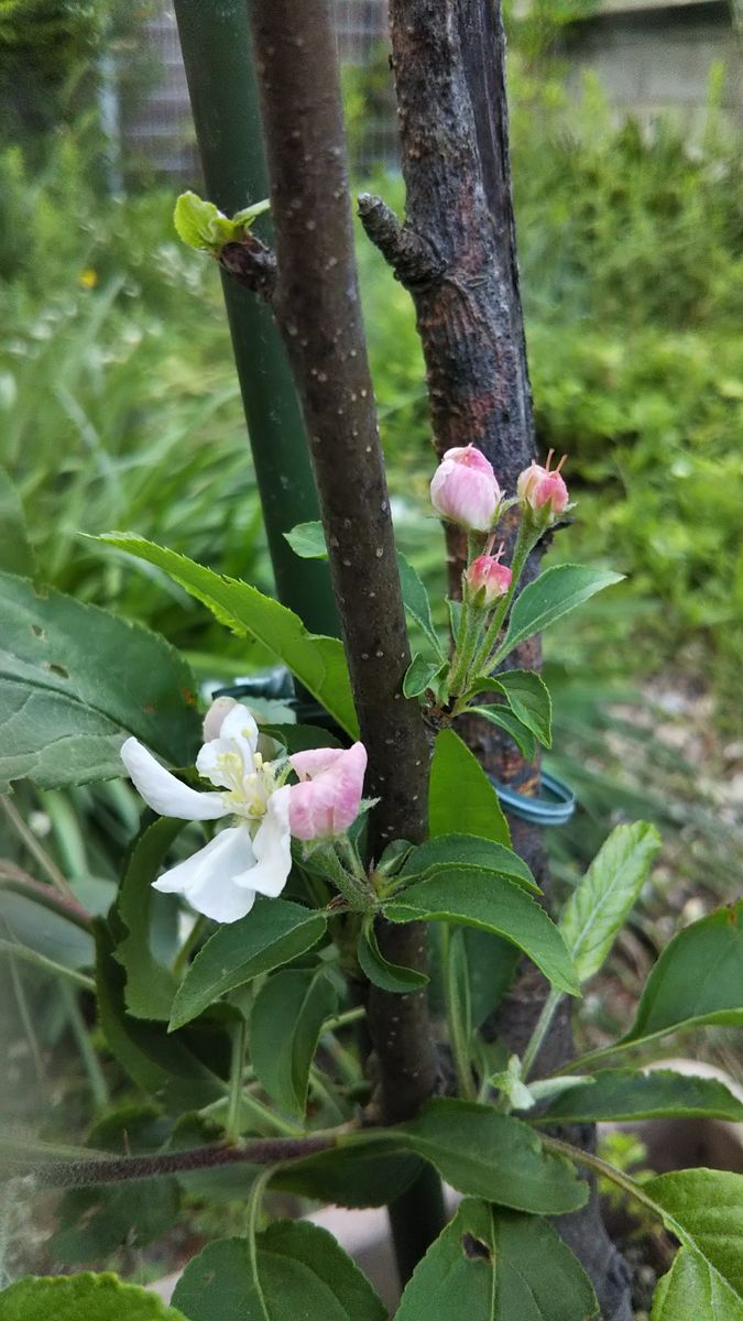 可愛いお花に癒される😍