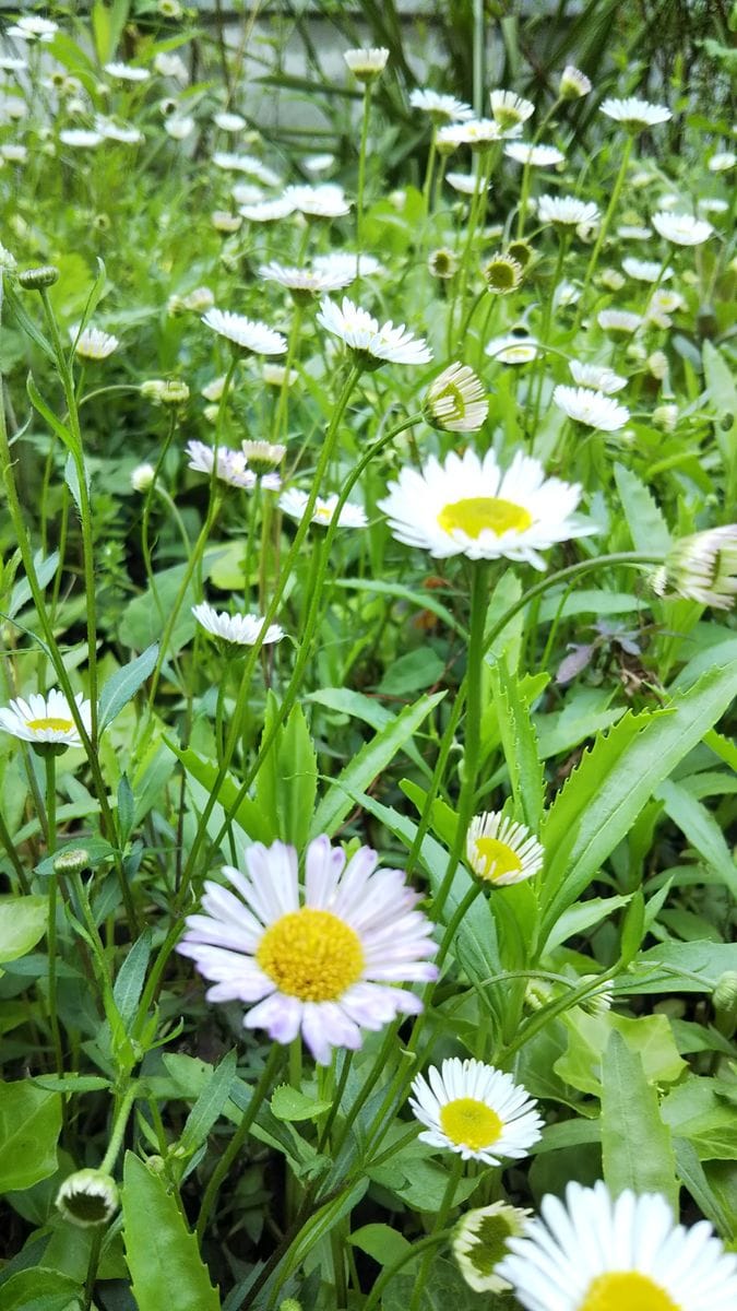 可愛いお花に癒される😍