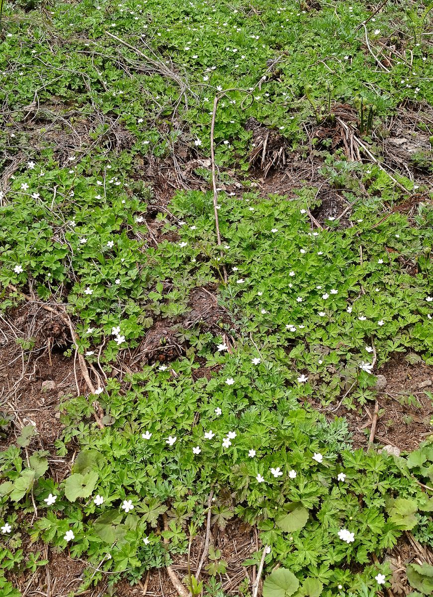 🌱今シーズン第回２目の山菜採り🌱⤵