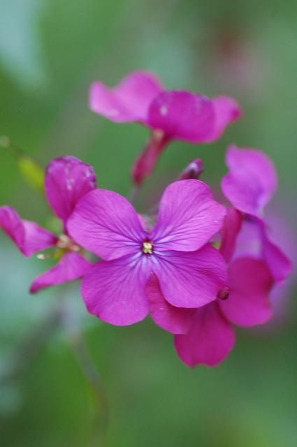 花の名前がわからないのです