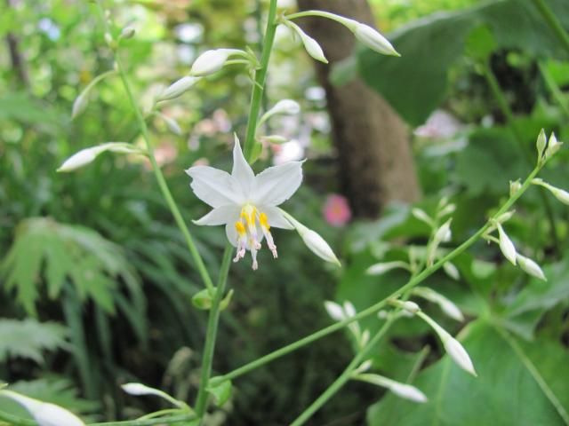 期待の花が