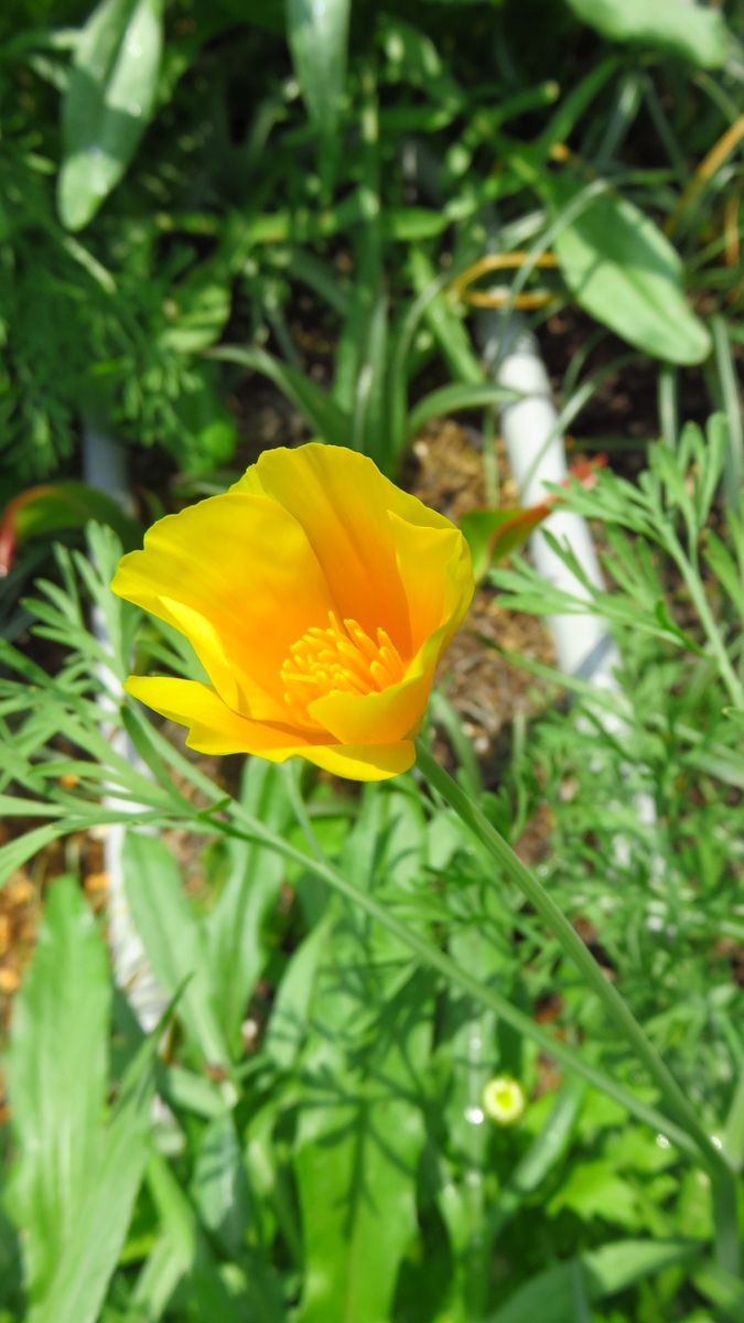 ミックスフラワー最初の花