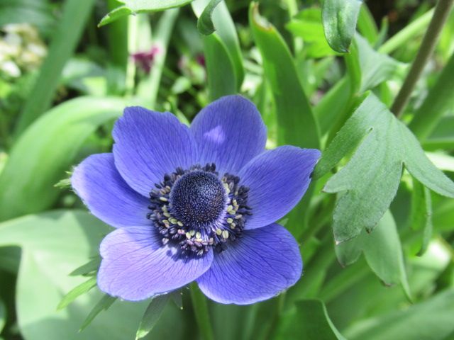 今日のお花