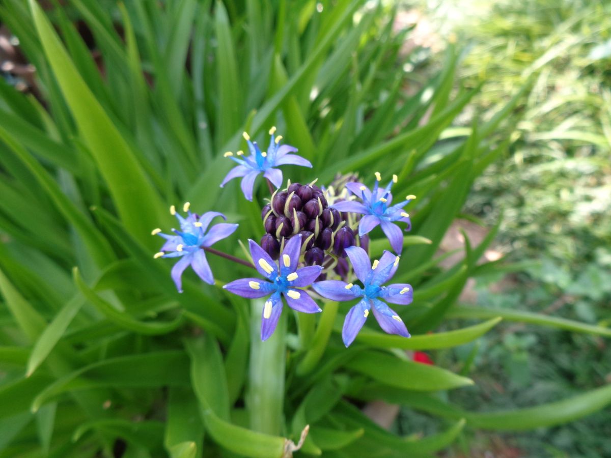 いろいろなお花たち