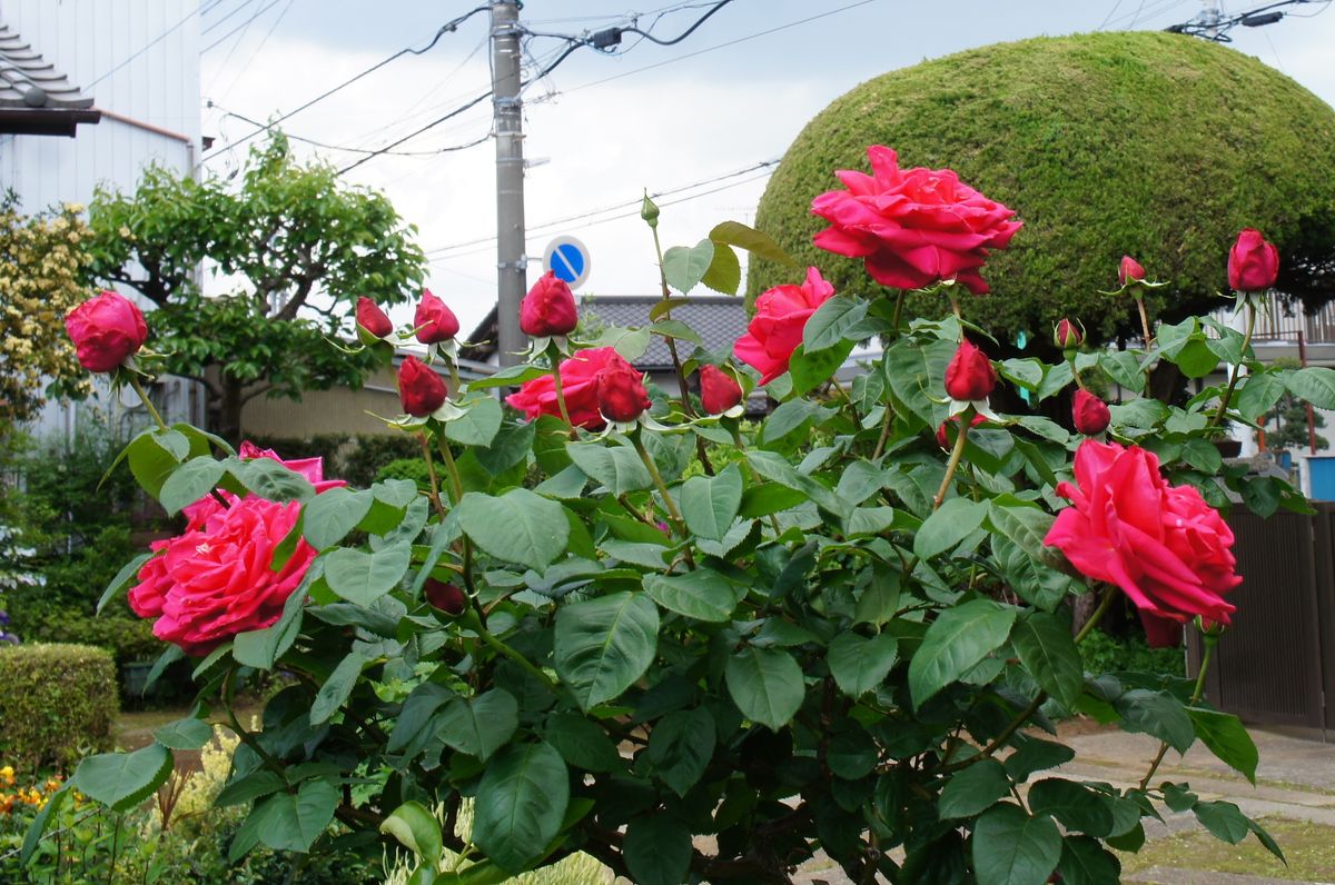 5月5日の庭