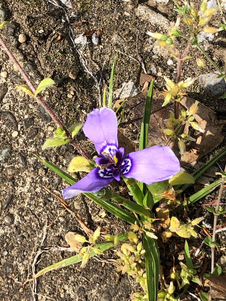 チョコざい、チリアヤメ、二度目の開花