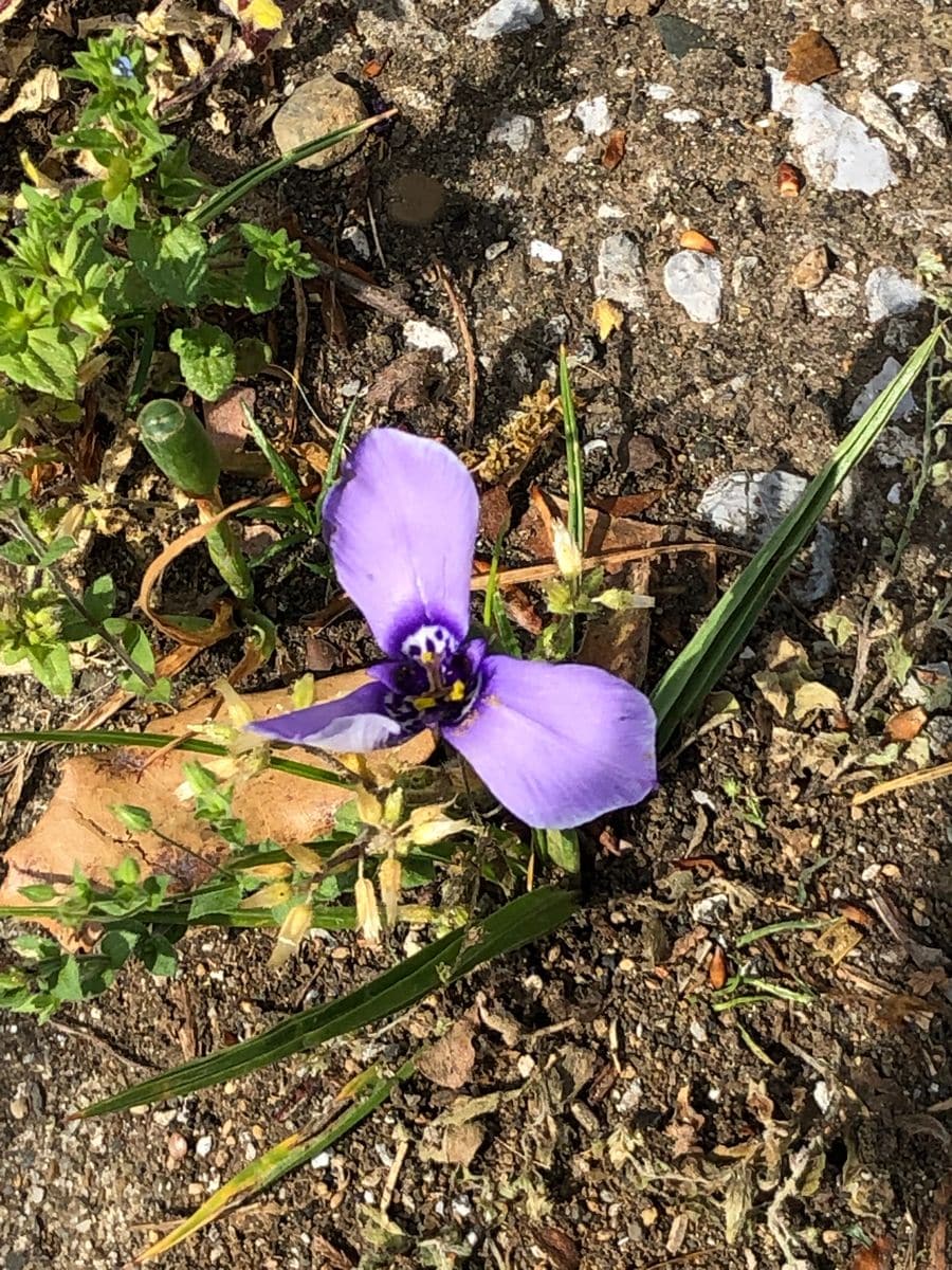 チョコざい、チリアヤメ、二度目の開花