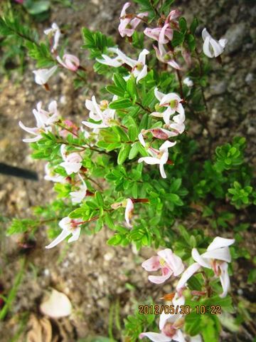 この花珍しくないですか