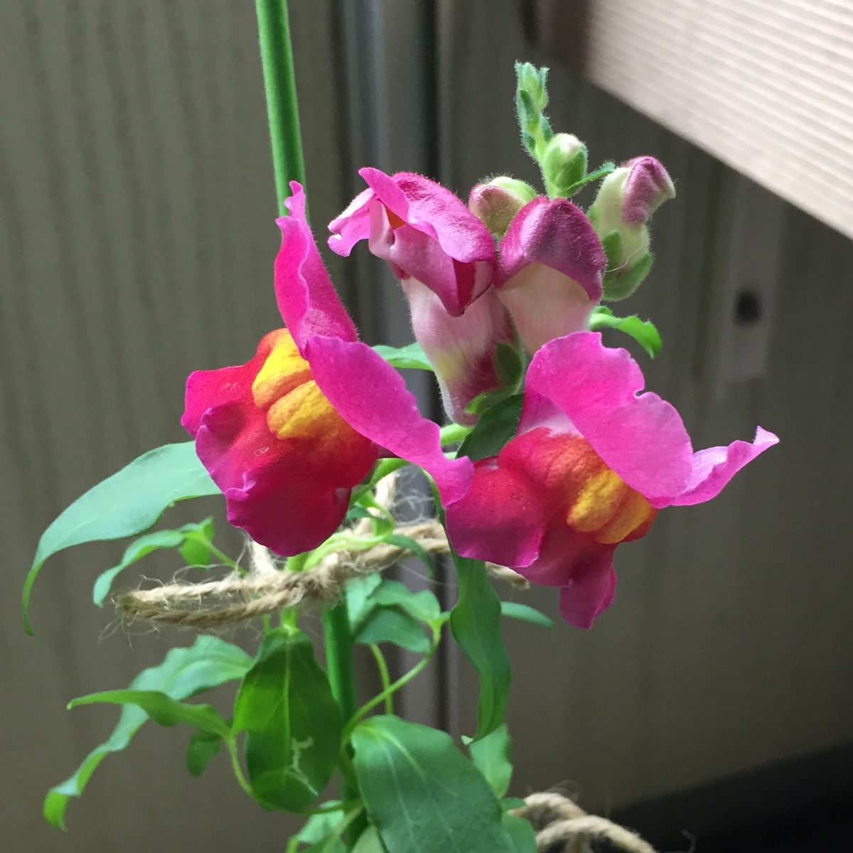 ドイツ種テープのお花は…