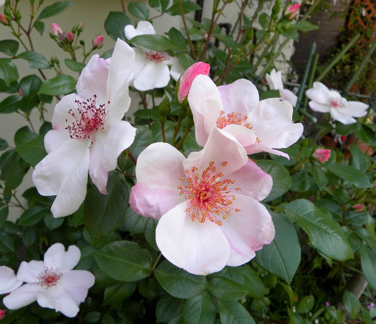 薔薇が♪バラが♪咲いた～♪・・その①