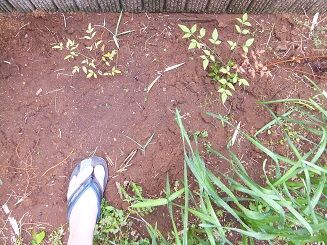 こぼれ種で、ブルーベリー発芽